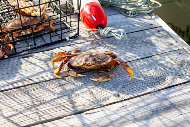 Un crabe Dungenes mâle assis sur le quai avec un piège à crabes derrière lui. Ce crabe a été tiré de la Sunshine Coast en Colombie-Britannique.  - Photo, image