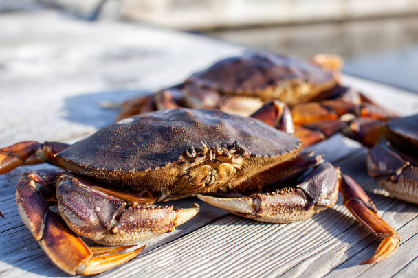 A close up of a male Dungeness crab on a dock, with other crabs in the background. - Fotó, kép