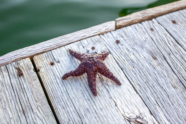 Um Ochre Starfish (estrela do mar roxo) encontrado em uma doca na Sunshine Coast da British-Columbia.  - Foto, Imagem