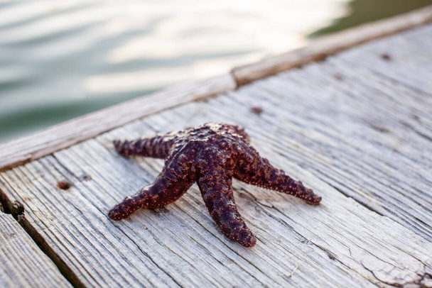 Egy Ochre tengeri csillag (Lila tengeri csillag), amit egy dokkban találtak a Brit-Columbia Sunshine Coast-on..  - Fotó, kép