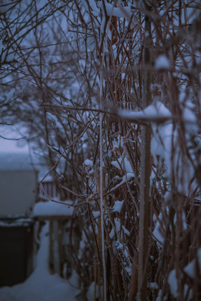Roślina winogronowa zimą w ogrodzie - Zdjęcie, obraz