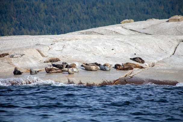 A group of British-Columbia Harbour Seals sun themselves on a haul out rock on the Sunshine Coast, on a sunny fall day - Zdjęcie, obraz