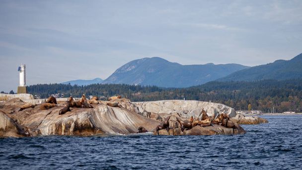 A group of large California Sea Lions sun themselves on a rocky island on the Sunshine Coast, British-Columbia, with a lighthouse and mountains in the background - Foto, afbeelding