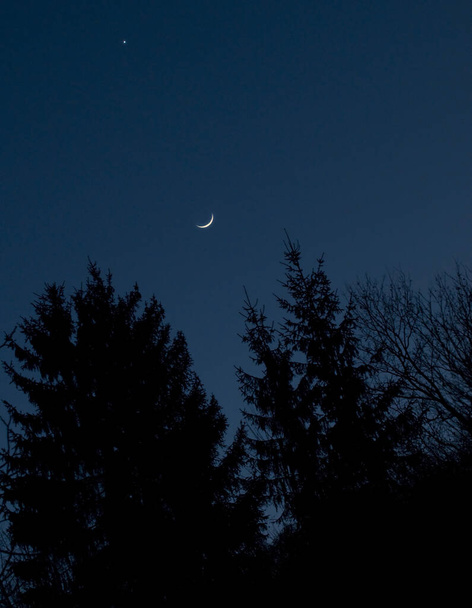 Étoile et lune se levant au-dessus des silhouettes des arbres la nuit - Photo, image