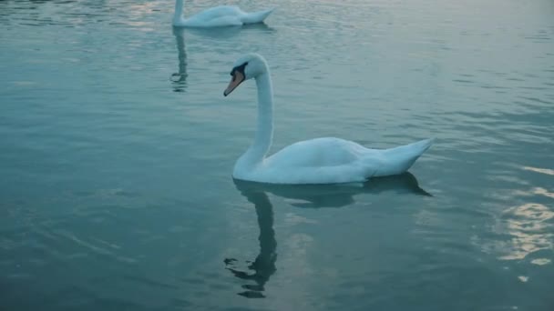 Un hermoso cisne en una superficie azul de agua. - Metraje, vídeo