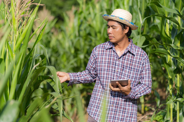 Agricultura inteligente Tecnologia agrícola, agricultor asiático de chapéu usando um tablet digital em pé em sua fazenda no campo de milho sob o céu azul  - Foto, Imagem