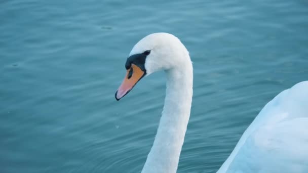 A Beautiful Swan on a Blue Surface of Water. - Footage, Video