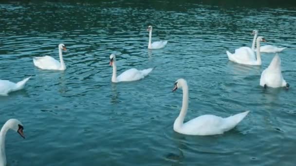 Un groupe de cygnes sur un lac. Famille du cygne - Séquence, vidéo