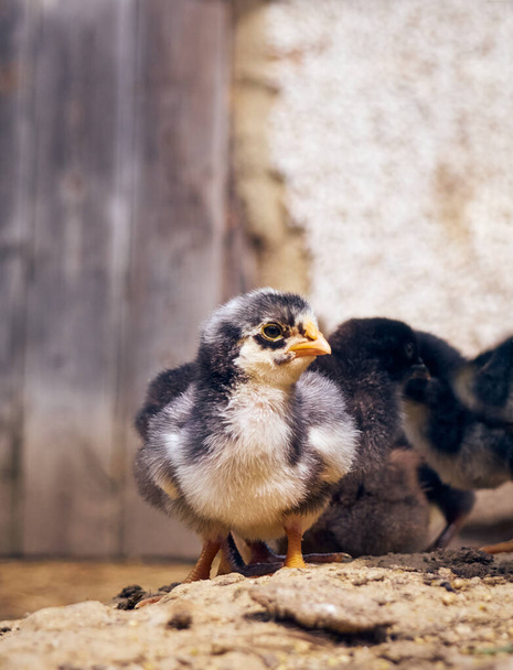Small chicken on the farmyard. - Photo, Image