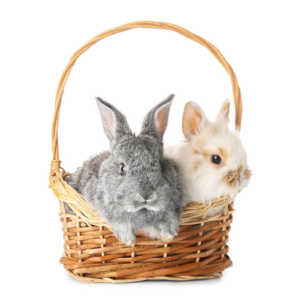 Милі кролики в плетеному кошику на білому тлі
 - Фото, зображення