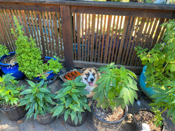 St. Bernard Husky karışık bir köpek, yazın etrafı esrar bitkileriyle (marijuana) çevrili bir verandada oturur. - Fotoğraf, Görsel
