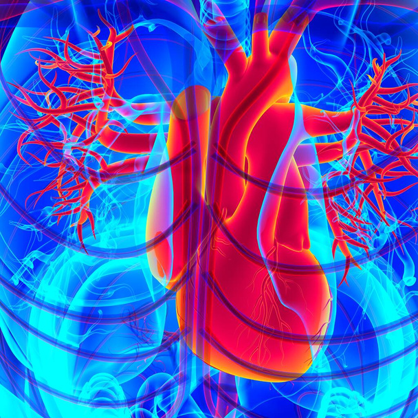 医療概念のためのヒト心臓解剖学3Dイラスト - 写真・画像