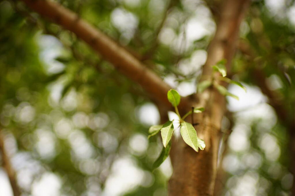 feuilles d'amandier vert poussent en été - Photo, image