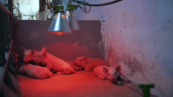 indústria suinícola agricultura animal leitão rural - Filmagem, Vídeo