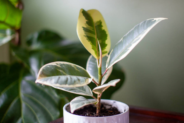 Un pequeño árbol de goma varigada (Ficus Elastica Variegata) se sienta en una olla blanca en un escritorio decorando una oficina en casa, con un Fiddle Leaf Fig en el fondo.  - Foto, Imagen
