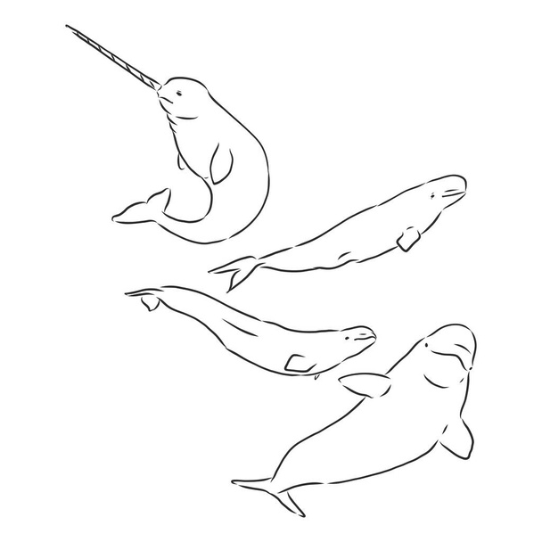 Графічна колекція китів Beluga. Морська істота ізольована на білому тлі. Векторний океан ссавець. Сторінка розмальовки. білузький кит Векторна ескізна ілюстрація
 - Вектор, зображення