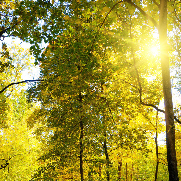 Gorgeous landscape of a scenic forest with lots of warm sunshine - Valokuva, kuva