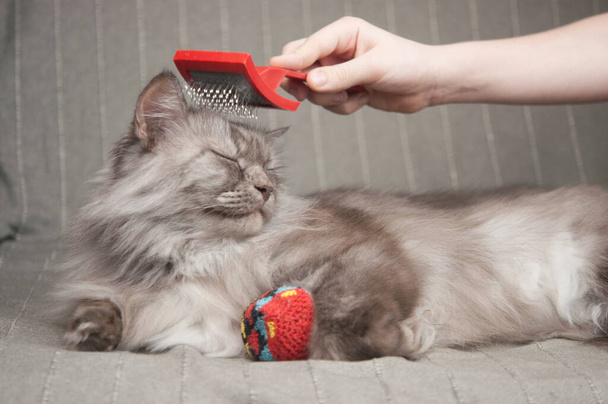 Τρίψιμο όμορφη χαριτωμένο γκρι μακριά μαλλιά γάτα. Η χνουδωτή γάτα λατρεύει το βούρτσισμα. - Φωτογραφία, εικόνα
