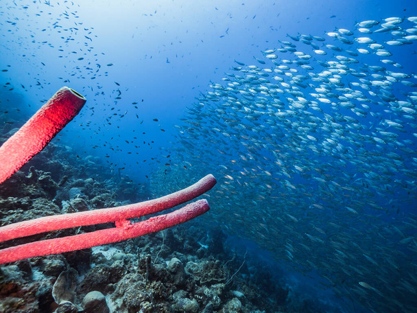 Paysage marin dans le récif corallien de la mer des Caraïbes, Curaçao avec boule d'appât, Ecole de poissons, corail et éponge - Photo, image