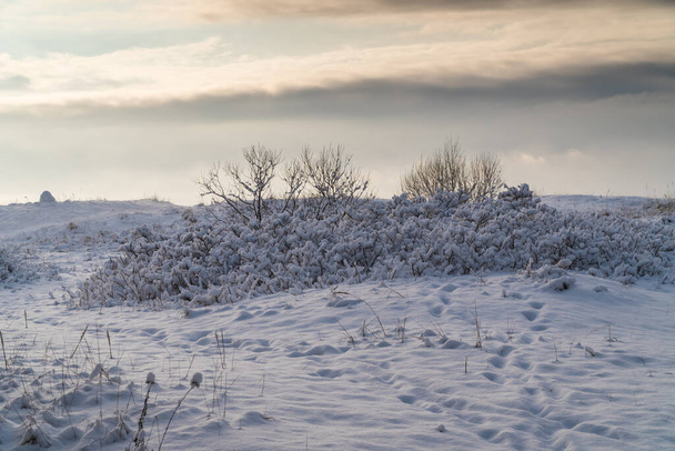 Russia. Arbusti insoliti e pittoreschi dopo una nevicata sulla costa del Golfo di Finlandia a Kronstadt. - Foto, immagini