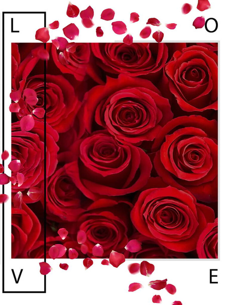 červené růže a okvětní lístek na bílém pozadí s Valentýna pozdravy text symbol srdce šablona banner kopie prostor  - Fotografie, Obrázek