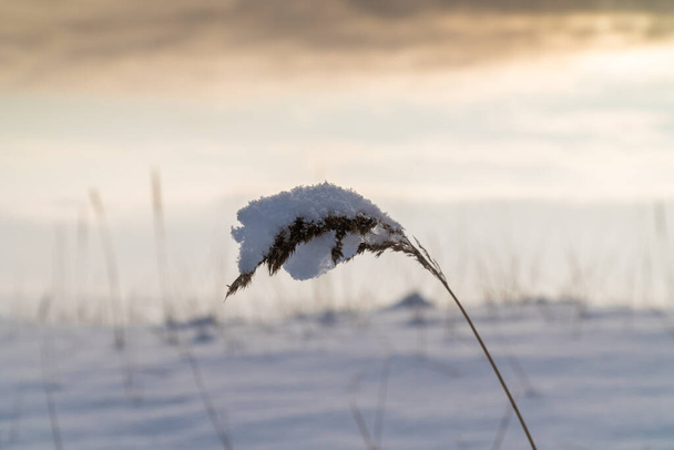 Россия. Травяной пик на южном берегу Кронштадта, покрытый снегом после снегопада, как кепка. - Фото, изображение