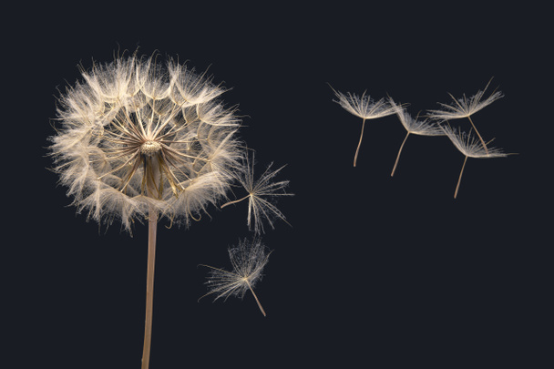 Dandelion seeds flying next to a flower on a dark background - Photo, Image