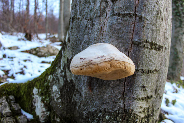 木の上で成長する真菌。ファム・フォメンタリウス。ティンダー・ポリポア。フーフ・ファングス。微生物だ。真菌は、養蜂における喫煙や見事な蜂に使用されます。森の中の雪. - 写真・画像