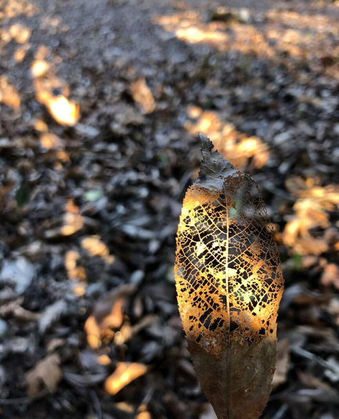 Разлагающийся сухой лист с открытой структурой вен при солнечном свете в лесу  - Фото, изображение