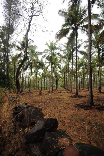 palmiers dans une plantation d'huile de palme, utilisés pour la production industrielle - Photo, image