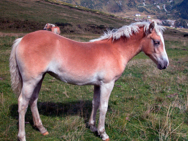 Haflinger también conocido como raza de caballo Avelignese en un paddock - Foto, imagen