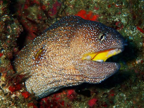 Large moray eel coming out at diver, Tofo, Mozambique - Photo, Image