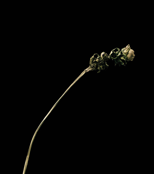 Nyctalopia. Flor morta seca isolada no fundo preto. Amostra de uma flor em estilo oriental com cores pastel. - Foto, Imagem