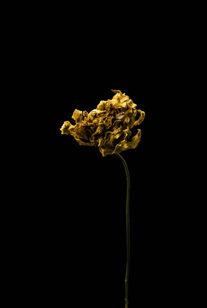 Dried dead Yellow flower isolated on black background. Sample of a flower in oriental style with pastel colors. - Φωτογραφία, εικόνα