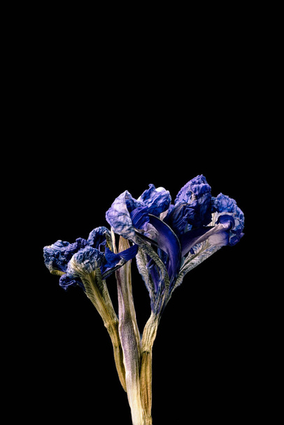 Getrocknete tote Iris Blume isoliert auf schwarzem Hintergrund. Muster einer Blume im orientalischen Stil mit Pastellfarben. - Foto, Bild