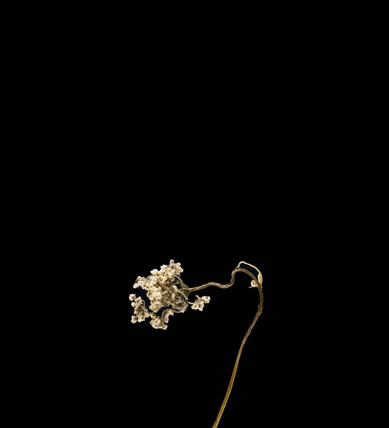 乾燥した死んだ白い傘の植物の花は黒い背景に隔離されます。パステルカラーのオリエンタルスタイルの花のサンプル. - 写真・画像