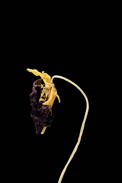 Dried dead flower isolated on black background. Sample of a flower in oriental style with pastel colors. - Photo, image