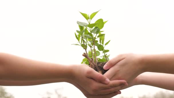 Çocukların elinde bir ağaç fidanı. Büyüme ve tarım yeni hayat konsepti. Çocuklar bir tohuma bakıyorlar. Seçim ve bitki büyüyor. Çocuklar filizlendi. Sağlık, çevre bakımı - Video, Çekim