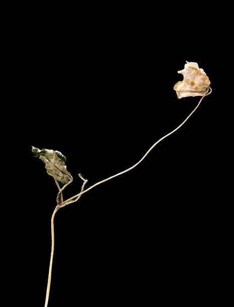 Dried dead snowdrop flower isolated on black background. Sample of a flower in oriental style with pastel colors. - Foto, imagen