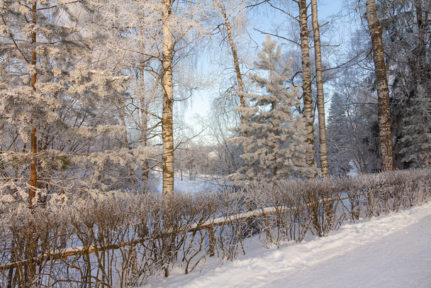 Iltaa talvipuistossa. Pavlovsk, Pietarin lähistöllä. Venäjä - Valokuva, kuva