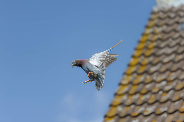 Přistání závodního holuba s roztaženými křídly - Fotografie, Obrázek