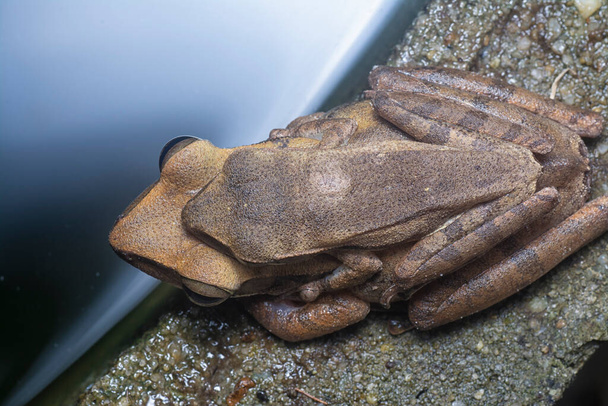 deux grenouilles de brousse communes accrochées l'une à l'autre. - Photo, image