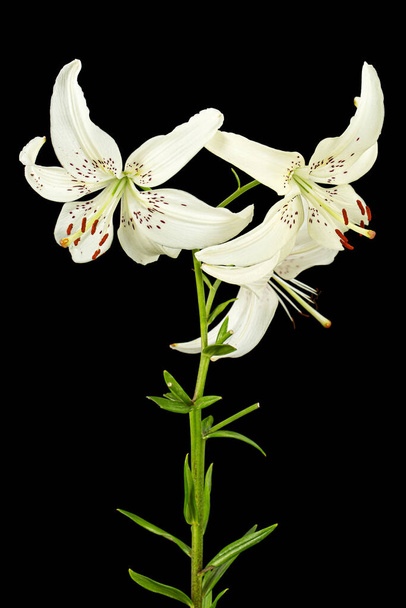 White flower of lily, isolated on black background. - Photo, Image