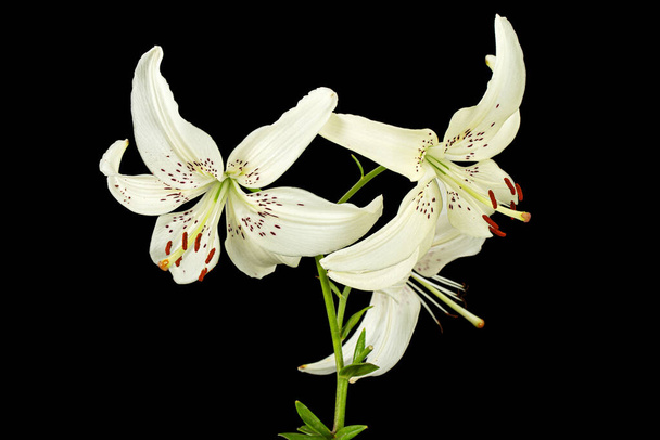 White flower of lily, isolated on black background. - Photo, Image