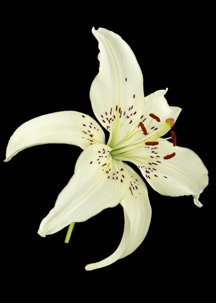 Белый цветок лилии, изолированный на черном фоне. - Фото, изображение