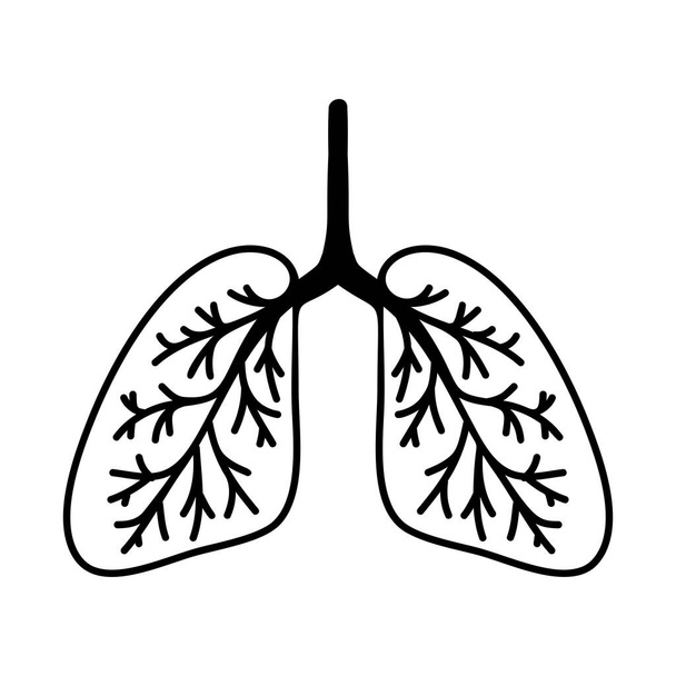 Illustration des poumons dessinés à la main. Isolé sur fond blanc. - Vecteur, image