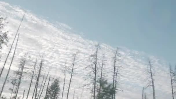 Cenário movente de árvores contra céu bonito.  - Filmagem, Vídeo