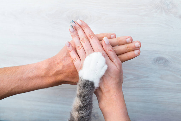 Pár vagy családi kéz és macskamancs a tetején. Az ember és az állat kapcsolata. Bizalom és barátság fogalma. - Fotó, kép