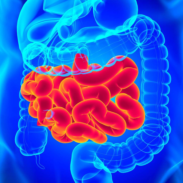 Anatomía del sistema digestivo humano de la ilustración 3D del intestino delgado para el concepto médico - Foto, Imagen