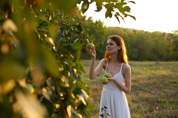 ripe apples on the tree and happy woman nature fresh air trees summer - Foto, Imagem
